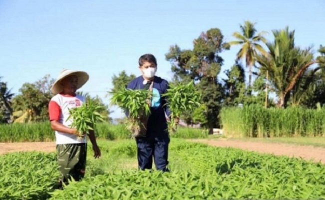 Bupati Bone Bolango, Hamim Pou memanen kangkung di Agrowisata Asmara Garden, Desa Bulotalangi Timur, Kecamatan Bulango Timur, Kabupaten Gorontalo