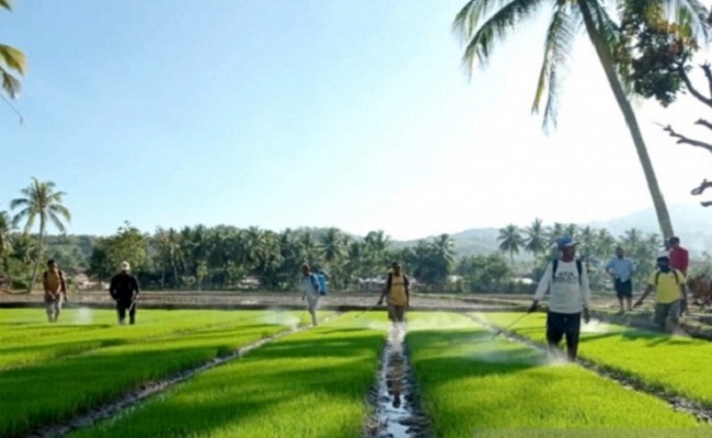 Sejumlah petani mengikuti bimbingan teknis pengendalian Organisme Pengganggu Tanaman tanaman padi sawah bagi petani di Kecamatan Bulango Timur, Kabupaten Bone Bolango