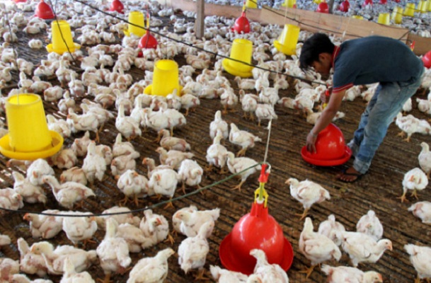 ilustrasi peternakan ayam